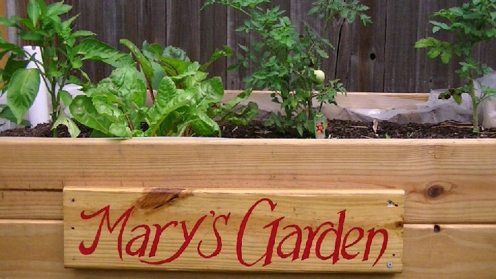 Mary’s Garden and Henry Ross for Congress