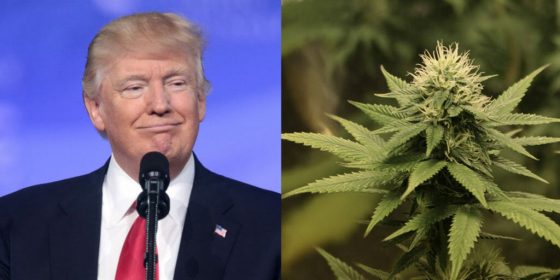 Will Trump Bow to the Big Money Marijuana Industry?