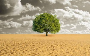 deserttree