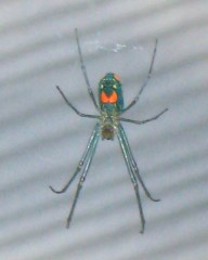 Corona Virus and Spider Bites