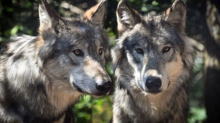 Political Predators Threaten America with Extinction