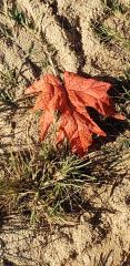 Just One Red Leaf