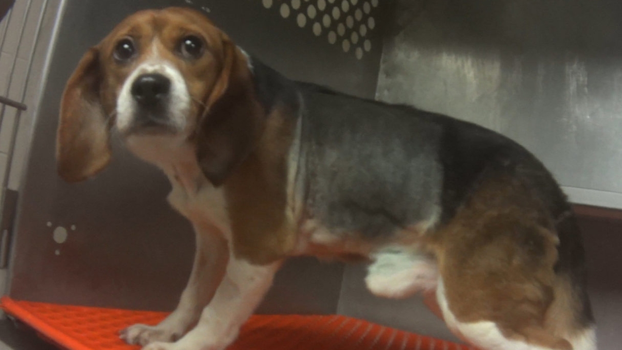 Meet The White Coat Waste Project and Poor Harvey